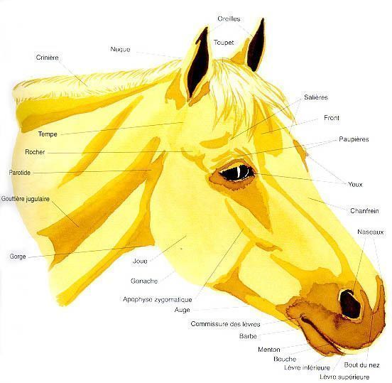 Quiz Galop 3 (Les parties de la tête du cheval) - Equitation